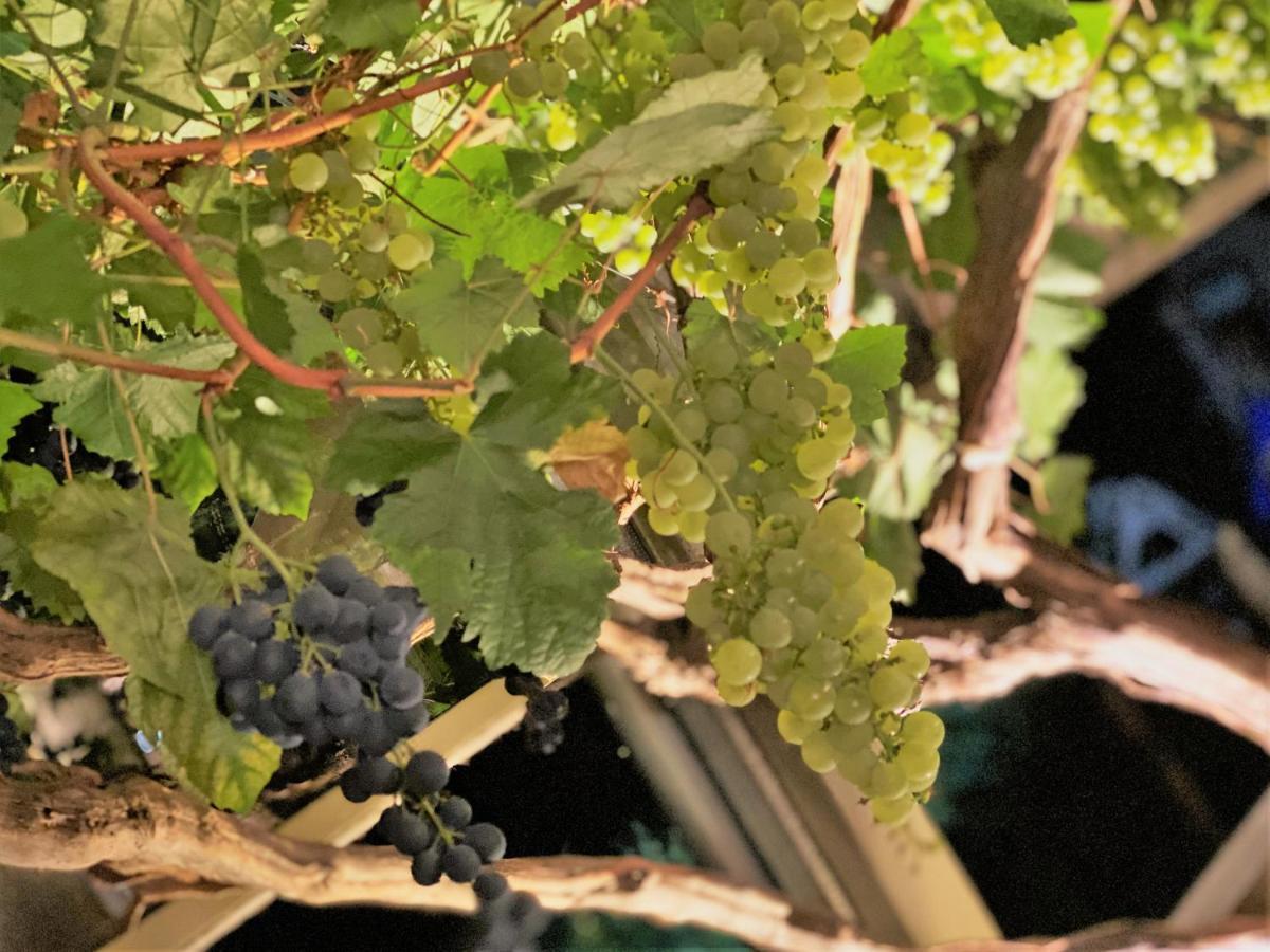 Pension Bella Vista - Winzerhof Golk Meissen Bagian luar foto